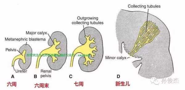 胎儿左肾集合系统分离是怎么回事,胎儿肾脏缺失原因 第2张 胎儿左肾集合系统分离是怎么回事,胎儿肾脏缺失原因 第2张