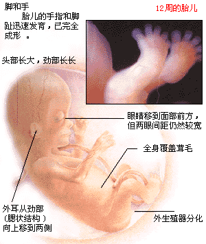64天胎儿(54天婴儿属于几个月) 第3张 64天胎儿(54天婴儿属于几个月) 第3张