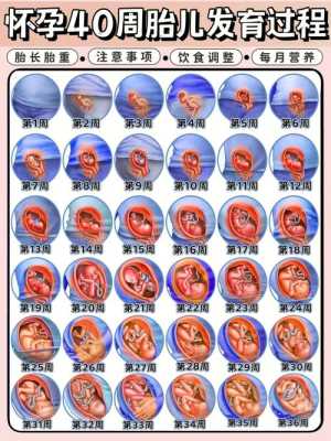 胎儿什么时候有听觉（几个月宝宝会追声）  第1张
