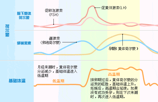 排卵期就是易孕期吗(排卵期就是易孕期吗?) 第3张 排卵期就是易孕期吗(排卵期就是易孕期吗?) 第3张