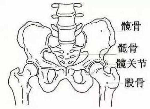孕期髋骨(孕期髋骨疼是怎么回事) 第1张 孕期髋骨(孕期髋骨疼是怎么回事) 第1张