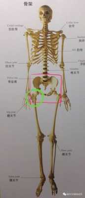 孕期髋骨(孕期髋骨疼是怎么回事) 第3张 孕期髋骨(孕期髋骨疼是怎么回事) 第3张