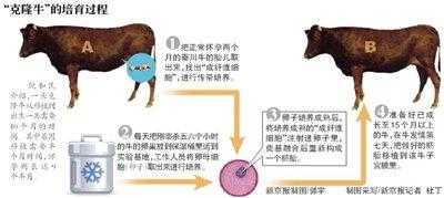 黄牛给孕妇接生怎么弄,黄牛孕期多少天 第3张 黄牛给孕妇接生怎么弄,黄牛孕期多少天 第3张