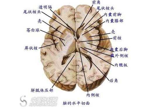 胎儿脑室分离（胎儿脑室分离是什么意思）  第2张