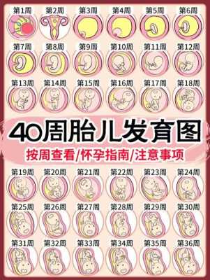 四十周胎儿发育标准(四十周胎儿发育标准图) 第2张 四十周胎儿发育标准(四十周胎儿发育标准图) 第2张
