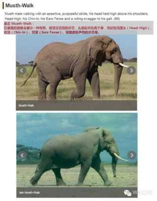 象的孕期(非洲大象雄性雌性区别) 第1张 象的孕期(非洲大象雄性雌性区别) 第1张