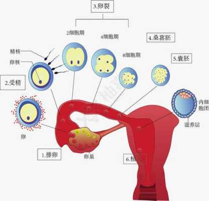 怎样提高受精, 第2张 怎样提高受精, 第2张