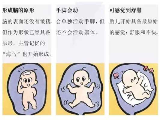 15周胎儿在哪个位置（15周胎儿在哪个位置图片）  第1张