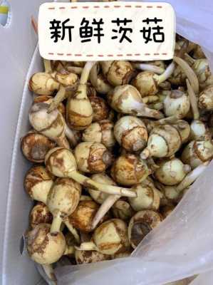 孕期可以吃茨菇吗(孕期可以吃茨菇吗?) 第3张 孕期可以吃茨菇吗(孕期可以吃茨菇吗?) 第3张