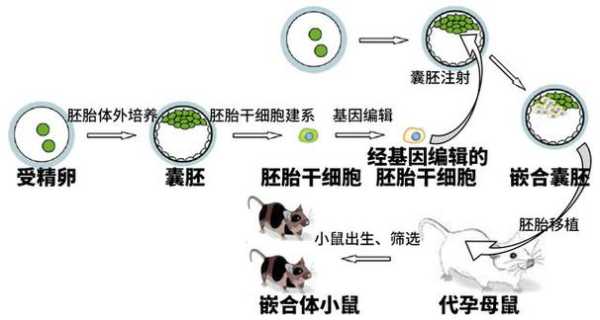 胎儿嵌合体(嵌合体是什么) 第3张 胎儿嵌合体(嵌合体是什么) 第3张