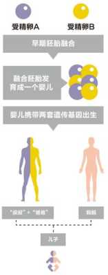 胎儿嵌合体(嵌合体是什么) 第1张 胎儿嵌合体(嵌合体是什么) 第1张
