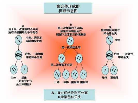 胎儿嵌合体(嵌合体是什么) 第2张 胎儿嵌合体(嵌合体是什么) 第2张