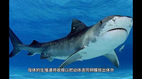 鲨鱼的孕期(鲨鱼是卵生还是胎生?为什么) 第2张 鲨鱼的孕期(鲨鱼是卵生还是胎生?为什么) 第2张
