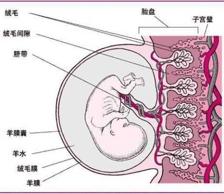 请问羊水内见细小光点漂浮是什么东西啊？胎儿情况正常吗,胎儿悬浮是什么意思  第2张
