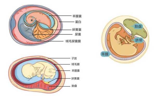 羊膜腔是什么,胎儿羊膜带最早什么时候能发现 第2张 羊膜腔是什么,胎儿羊膜带最早什么时候能发现 第2张