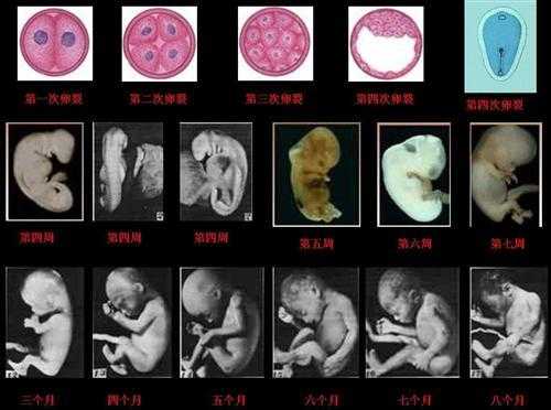 胎儿发育慢是什么原因(胎儿发育慢是什么原因) 第1张 胎儿发育慢是什么原因(胎儿发育慢是什么原因) 第1张