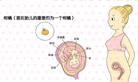 二月龄宝宝指多大,二月胎儿图片大全 第2张 二月龄宝宝指多大,二月胎儿图片大全 第2张