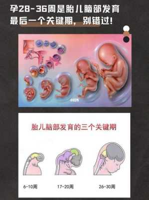 孕妇几周胎儿大脑发育,胎儿大脑发育关键期是什么时候 第1张 孕妇几周胎儿大脑发育,胎儿大脑发育关键期是什么时候 第1张
