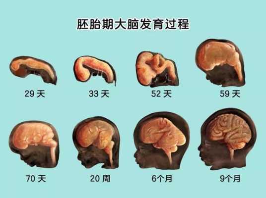 孕妇几周胎儿大脑发育,胎儿大脑发育关键期是什么时候 第3张 孕妇几周胎儿大脑发育,胎儿大脑发育关键期是什么时候 第3张