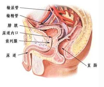 孕中期总感觉胎动已到尿道口是为什么,胎儿后尿道瓣膜是什么原因造成的 第1张 孕中期总感觉胎动已到尿道口是为什么,胎儿后尿道瓣膜是什么原因造成的 第1张