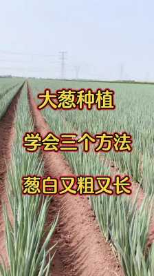 孕期吃大葱(大葱种植时间是什么,如何种植大葱) 第3张 孕期吃大葱(大葱种植时间是什么,如何种植大葱) 第3张