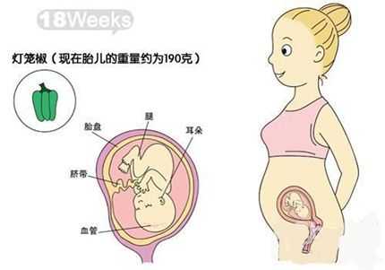 孕期示意图(孕妇示意图) 第3张 孕期示意图(孕妇示意图) 第3张