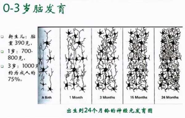 婴儿什么时候长大脑,胎儿小脑发育不良是什么原因造成的 第1张 婴儿什么时候长大脑,胎儿小脑发育不良是什么原因造成的 第1张