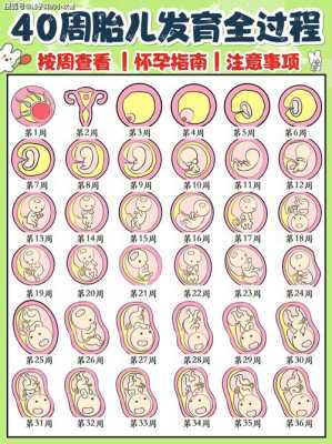 胎儿合孕周(什么叫大孕周小孕周) 第3张 胎儿合孕周(什么叫大孕周小孕周) 第3张