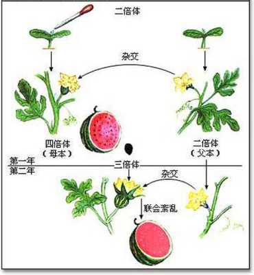 典型的父源性三倍体包括,胎儿三倍体是什么意思 第3张 典型的父源性三倍体包括,胎儿三倍体是什么意思 第3张