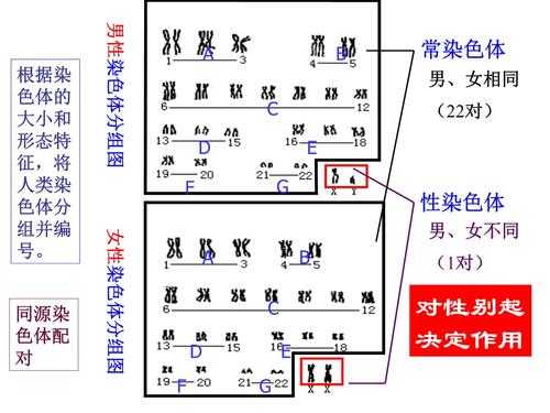 典型的父源性三倍体包括,胎儿三倍体是什么意思 第2张 典型的父源性三倍体包括,胎儿三倍体是什么意思 第2张