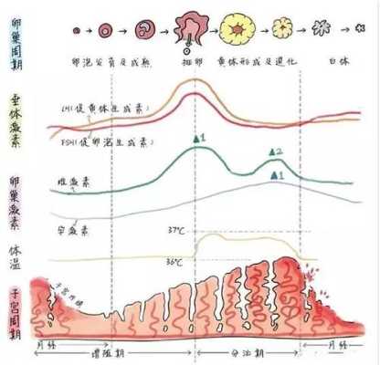 初期怀孕子宫内膜厚度多少正常,孕期子宫内膜厚度多少正常值 第2张 初期怀孕子宫内膜厚度多少正常,孕期子宫内膜厚度多少正常值 第2张