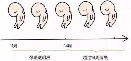 胎儿颈部透明层正常值(我34岁,怀孕12+4,胎儿颈后皮下透明度厚4.5mm请问有什么好的建议) 第2张 胎儿颈部透明层正常值(我34岁,怀孕12+4,胎儿颈后皮下透明度厚4.5mm请问有什么好的建议) 第2张
