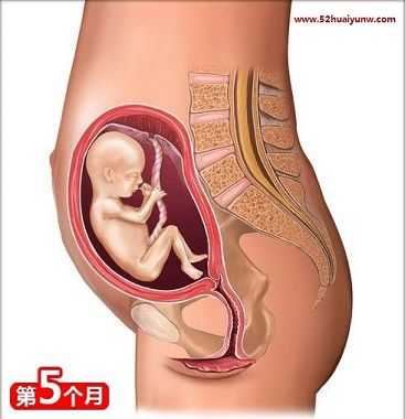 5个月的胎儿视频(5个月的胎儿视频大全) 第3张 5个月的胎儿视频(5个月的胎儿视频大全) 第3张