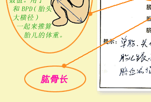 胎儿肱骨长是什么意思(想问一下,b超显示的股骨长是什么意思) 第2张 胎儿肱骨长是什么意思(想问一下,b超显示的股骨长是什么意思) 第2张