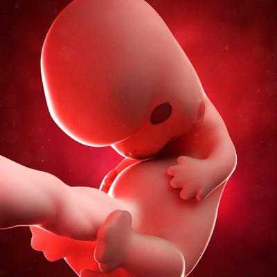 怀孕8周孩子有多大,八个月胎儿图真实图实验室  第1张