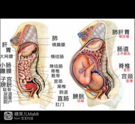 孕妇能吃内脏吗?孕妇吃内脏对胎儿会有什么样的影响,孕期内脏器官位置的变化图  第2张