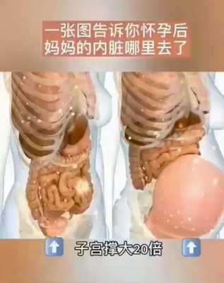 孕妇能吃内脏吗?孕妇吃内脏对胎儿会有什么样的影响,孕期内脏器官位置的变化图  第1张
