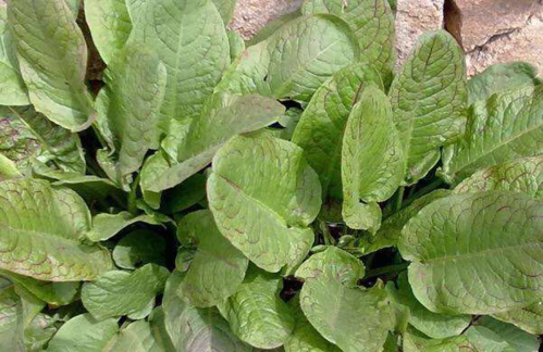 哪些野菜孕妇不宜吃,孕期吃野菜好吗 第1张 哪些野菜孕妇不宜吃,孕期吃野菜好吗 第1张