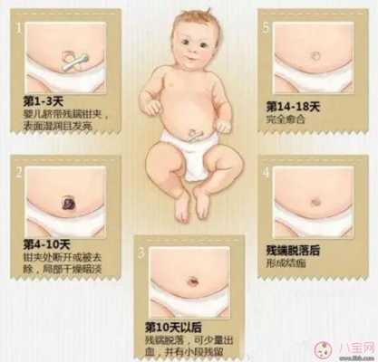 婴儿出生后脐带约什么时间掉,胎儿什么时候长脐带和胎盘 第1张 婴儿出生后脐带约什么时间掉,胎儿什么时候长脐带和胎盘 第1张