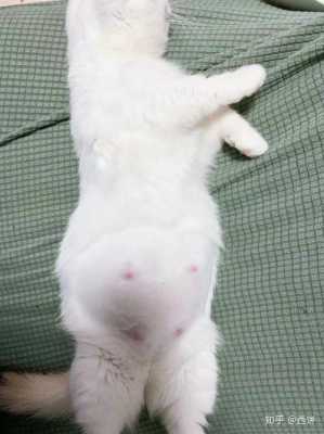 猫怀孕多久时间,猫的孕期多长时间生 第3张 猫怀孕多久时间,猫的孕期多长时间生 第3张