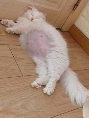 猫怀孕多久时间,猫的孕期多长时间生 第2张 猫怀孕多久时间,猫的孕期多长时间生 第2张