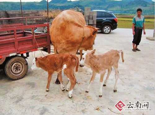 胎儿体长(怀孕五个月的牛犊有多大) 第3张 胎儿体长(怀孕五个月的牛犊有多大) 第3张