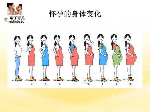 孕期体型(孕期体型变化图) 第3张 孕期体型(孕期体型变化图) 第3张