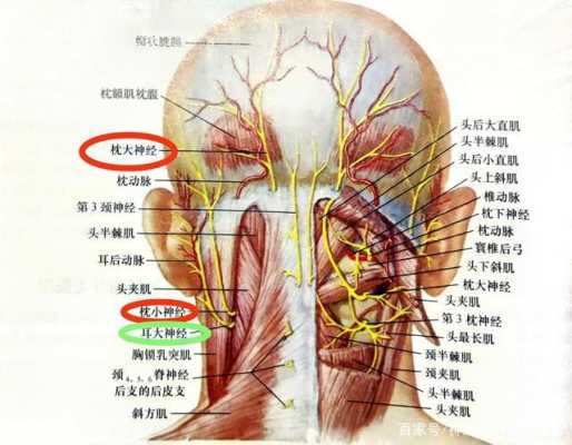 孕期神经痛(孕期神经痛对胎儿有影响吗) 第2张 孕期神经痛(孕期神经痛对胎儿有影响吗) 第2张