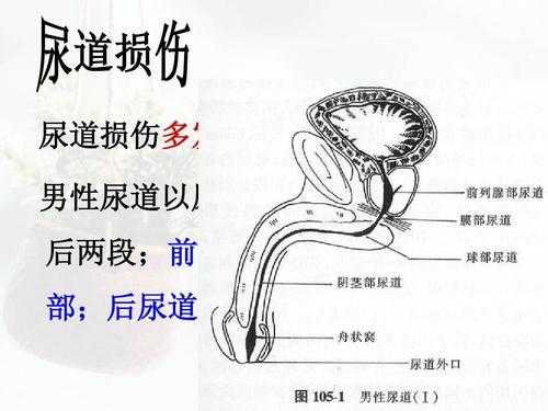 尿道感染会影响胎儿吗(孕晚期尿道感染会影响胎儿吗) 第2张 尿道感染会影响胎儿吗(孕晚期尿道感染会影响胎儿吗) 第2张