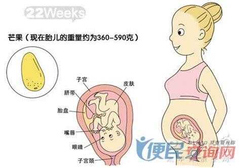 孕10周胎儿在什么位置了的啊?还是很想知道的,胎儿十个月发育过程图文详解 第2张 孕10周胎儿在什么位置了的啊?还是很想知道的,胎儿十个月发育过程图文详解 第2张