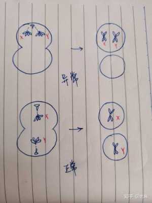 胎儿XXY(胎儿XXY染色体原因) 第2张 胎儿XXY(胎儿XXY染色体原因) 第2张