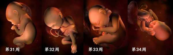 69天的婴儿能看多远,69天胎儿图片 第3张 69天的婴儿能看多远,69天胎儿图片 第3张