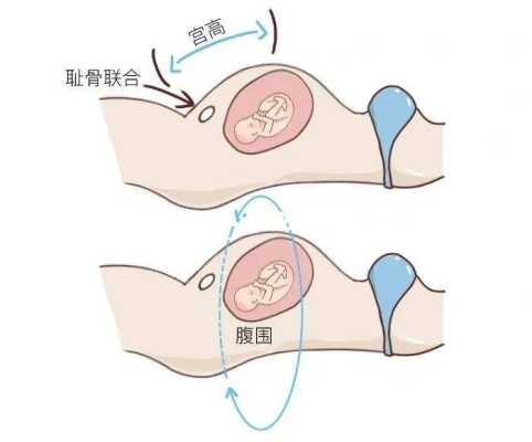 胎儿摸不动(胎儿怎么摸都不动) 第2张 胎儿摸不动(胎儿怎么摸都不动) 第2张