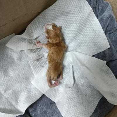 猫咪生下来腿弯曲怎么回事,胎儿腿弯曲是怎么形成的 第1张 猫咪生下来腿弯曲怎么回事,胎儿腿弯曲是怎么形成的 第1张